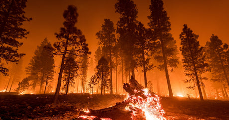 A wildfire breaking out in a forest in the state of California. A fallen log is burning in front of a row of trees.
