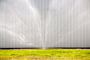 Squall Wall (1.5 Female NH ), Scotty