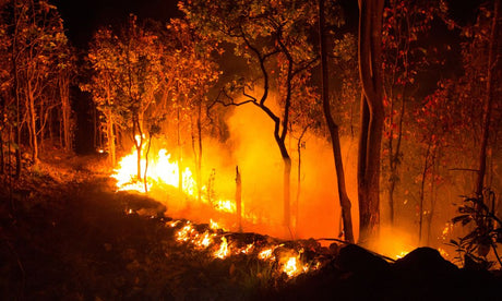 When and Where Do Most Wildfires Occur in the US?