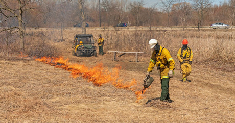 What Are Prescribed Burns and Why Are They Important?