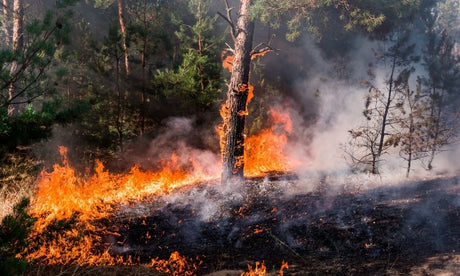 A Glossary of Wildland Fire Terminology