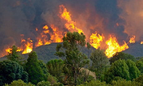 The Different Types of Wildland Fires 