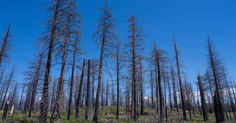 A charred forest contains tall, burned trees under a blue sky. Sparse green plants and yellow flowers grow below the trees.