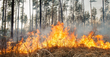 A forest fire burns through dry grass and brush beneath tall pine trees with smoke rising through the forest canopy.