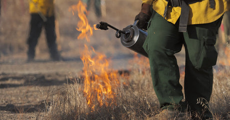 A wildland firefighter uses a drip torch to ignite a controlled burn while flames spread through dry grass.
