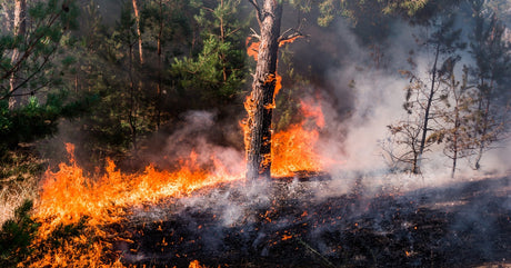 Flames race through a pine forest as thick smoke rises around a burning tree trunk and scorched ground.
