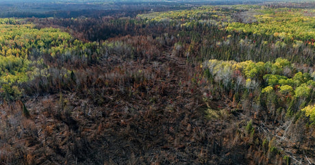 An aerial view of a burned forest clearing cutting through green trees after a wildfire scared the landscape.