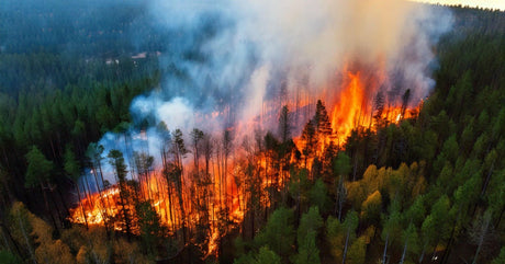Flames burn through a dense forest as heavy smoke rises over green trees and a dark ridgeline at sunset.